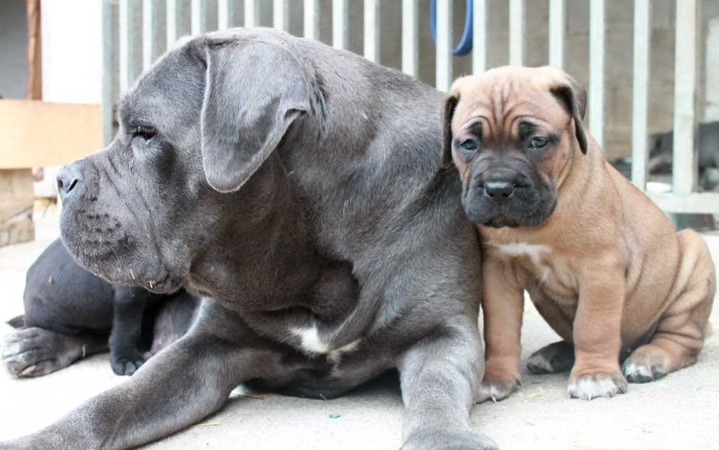 cachorros de cane corso gris