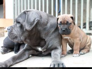 cachorros de cane corso gris
