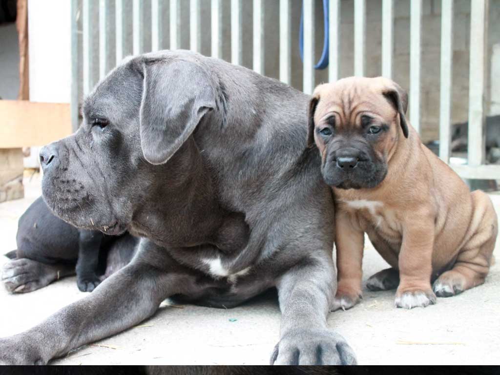 cachorros de cane corso gris