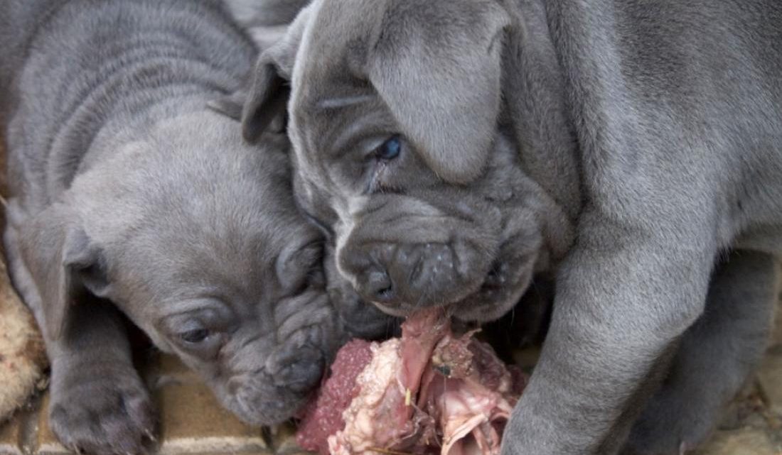 comida cachorro cane corso