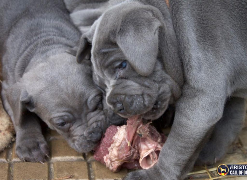 Cane Corso Ariston Cachorros