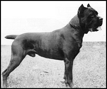 Basir - Prototipo de la Raza