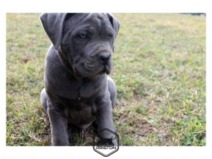 Cane corso cachorro macho