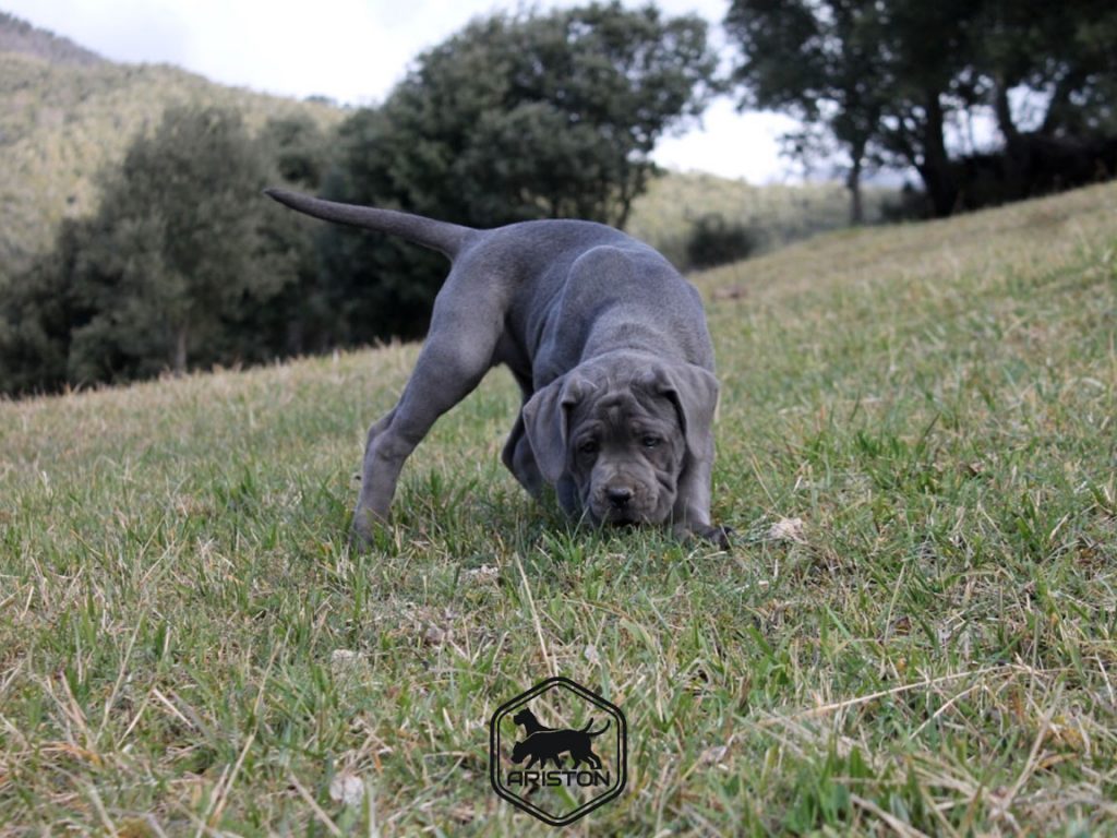 Cane corso cachorro macho