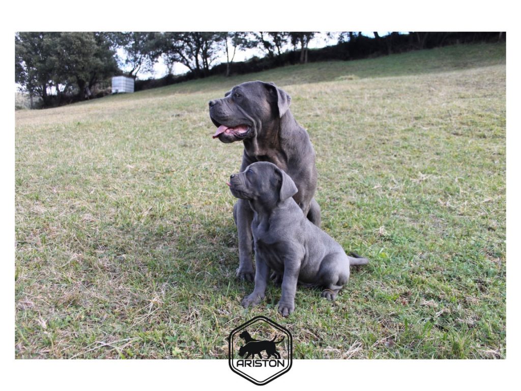 Cachorro Cane Corso Entrenado