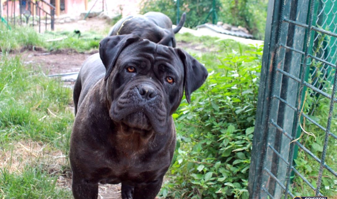 Fantastica hembra de Cane Corso