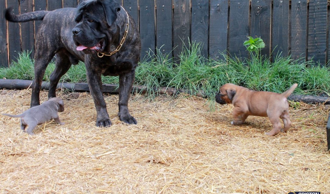 el precio de un Cane Corso