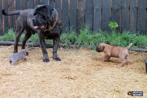 el precio de un Cane Corso