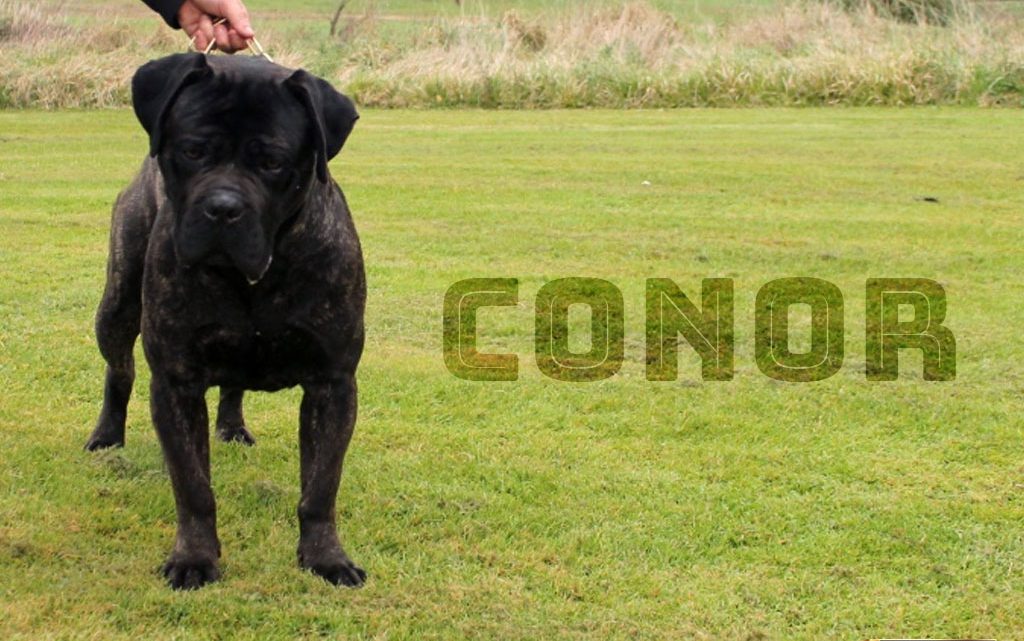 conor-cane-corso-frente