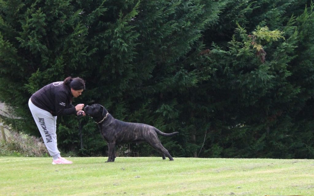 conor-cane-corso-pose