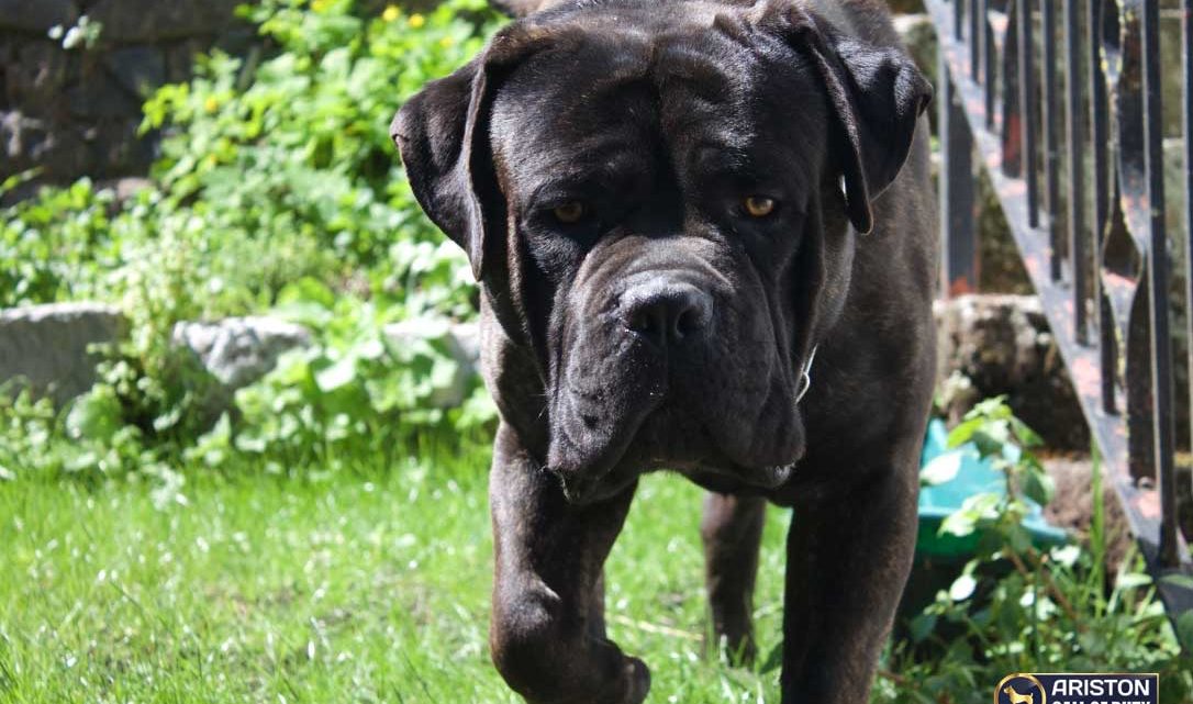Conor, Cane Corso macho