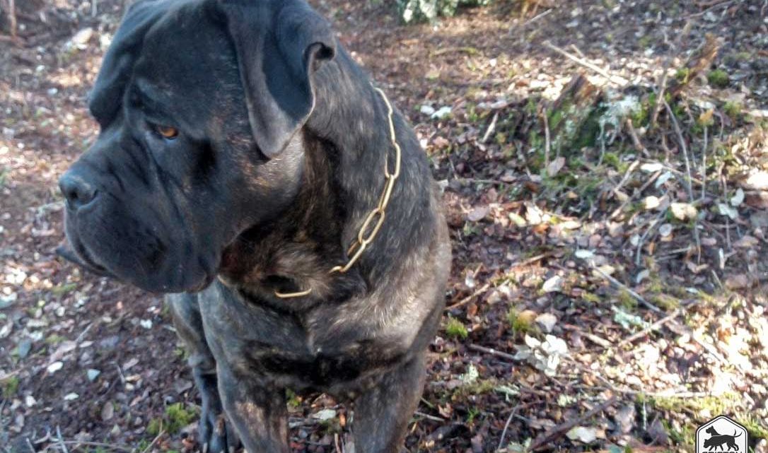 Conor, Cane Corso macho