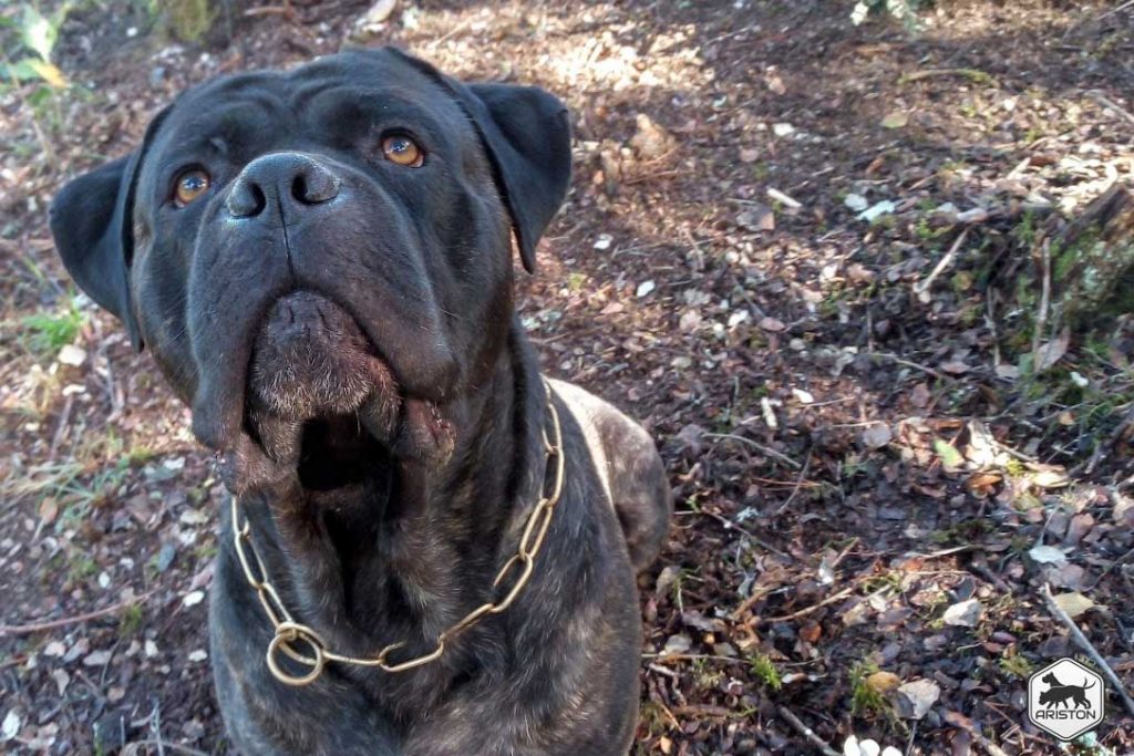 Cane Corso Italiano Ariston - Conor