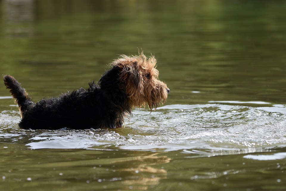 Dog, Lake, Swim, Playful, Canine, Pet, Domestic, Water