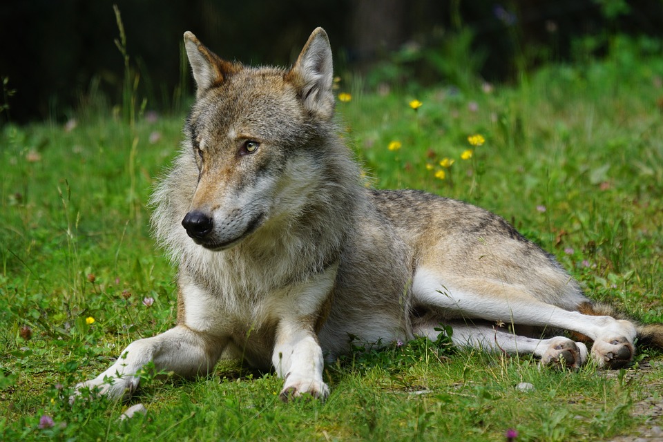 La Astucia del Lobo: El Encuentro de Francesc Barbany con una Loba y su Ingenioso Plan