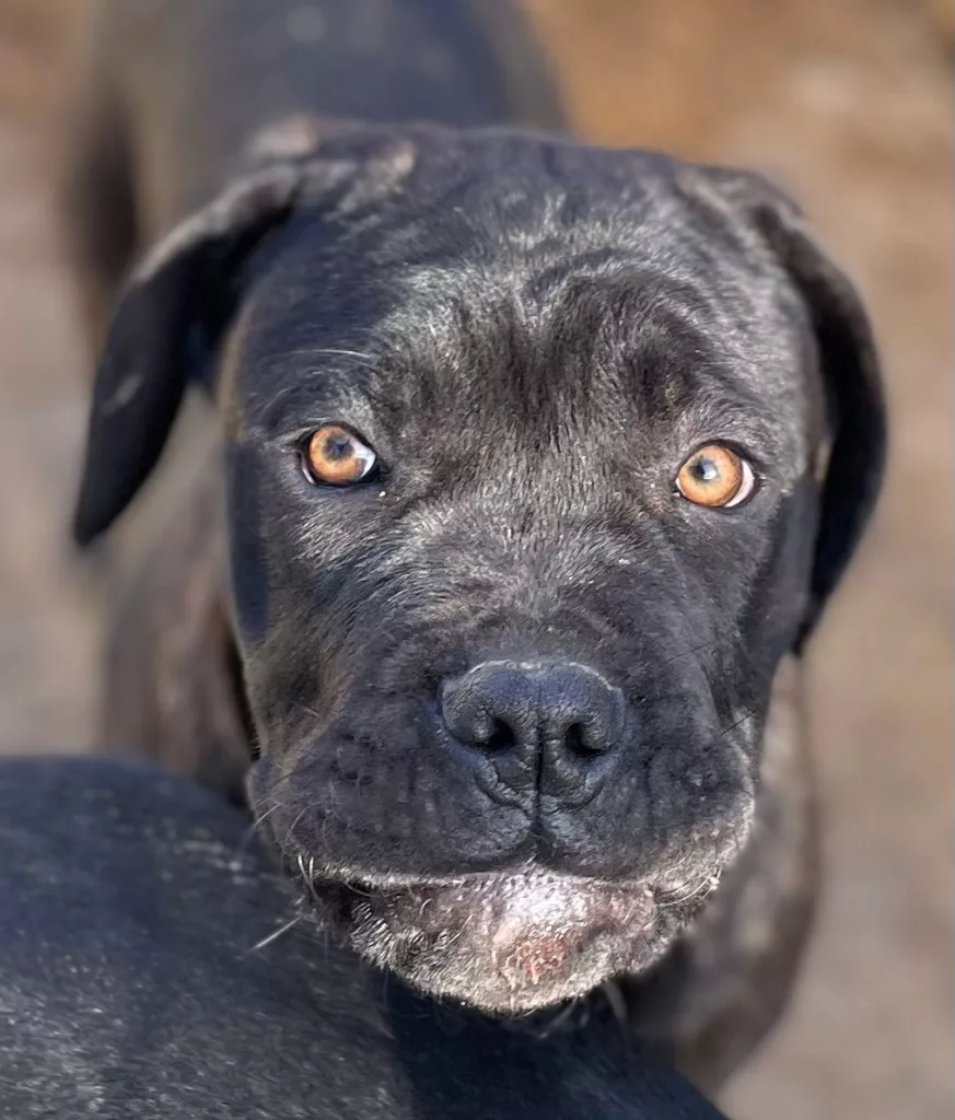 nike hembra cane corso