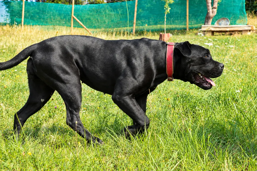 Cuando el oso entra en la finca: el respeto ancestral del perro y el cambio de comportamiento de una Cane Corso