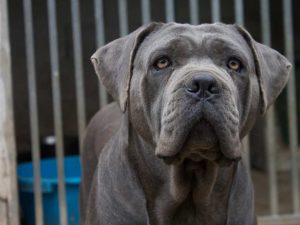 cane corso gris