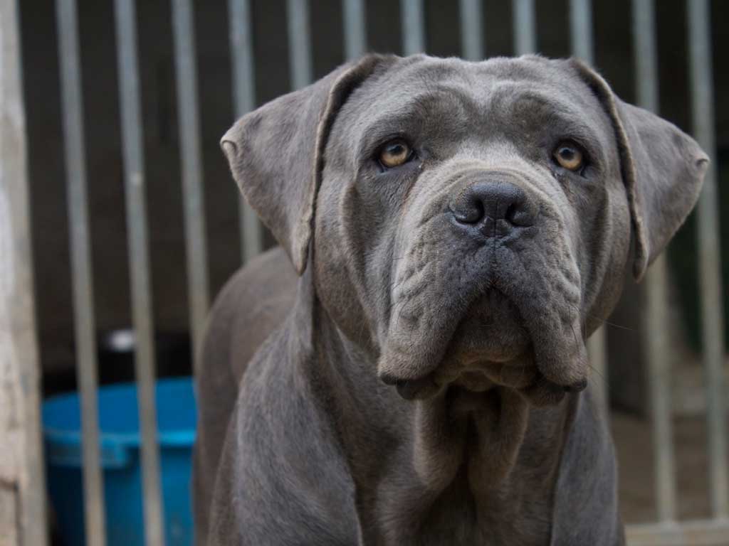 cane corso gris