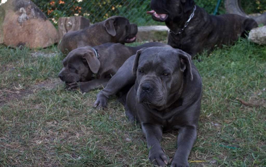 cane corso gris