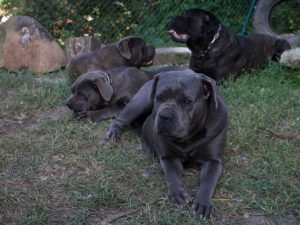 cane corso gris