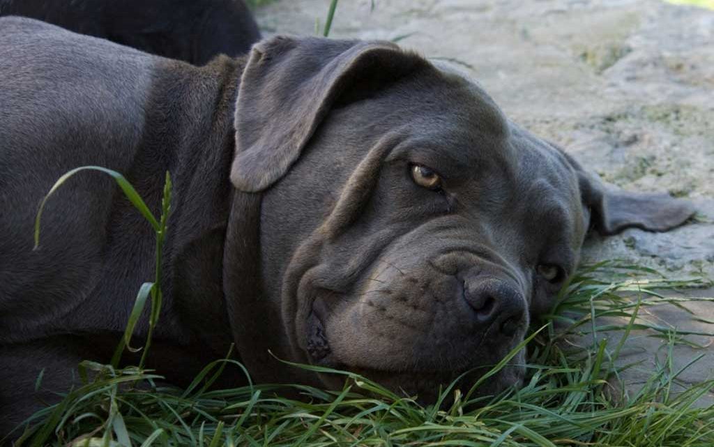 cane corso gris