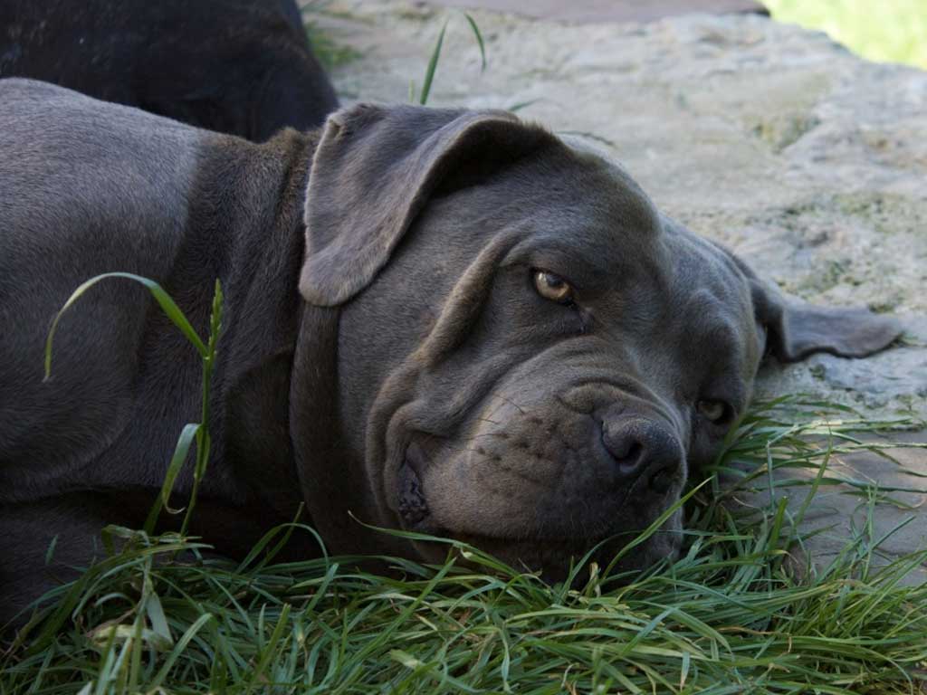 cane corso gris