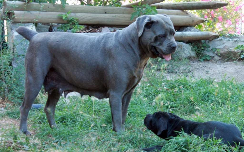 cane corso gris