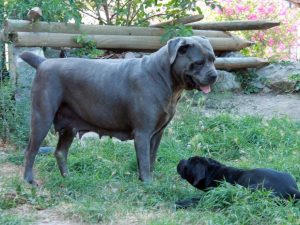 cane corso gris