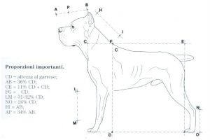 proporciones del cane corso italiano