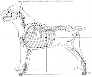 esqueleto del cane corso italiano