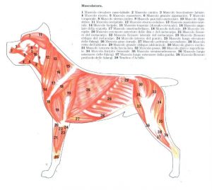 músculos del cane corso italiano