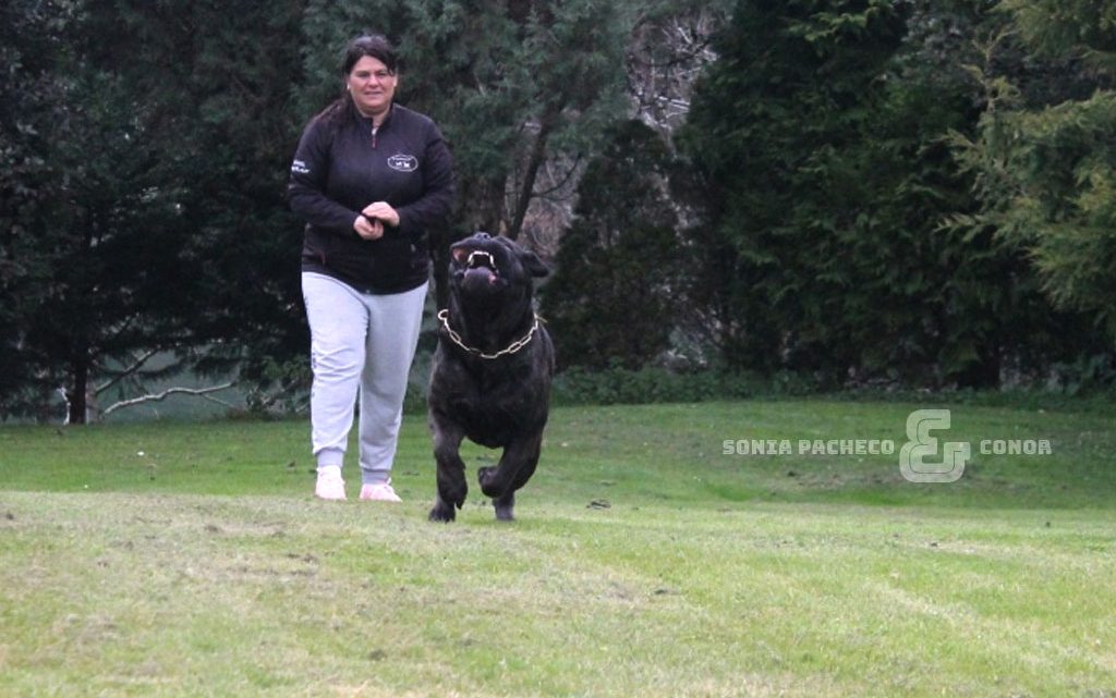 ejercicio cachorro cane corso