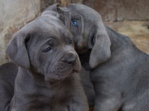 cachorros de cane corso gris