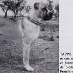 mastín italiano Tappo