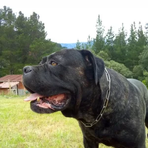 Macho de Cane Corso Ariston Call of Duty Conor