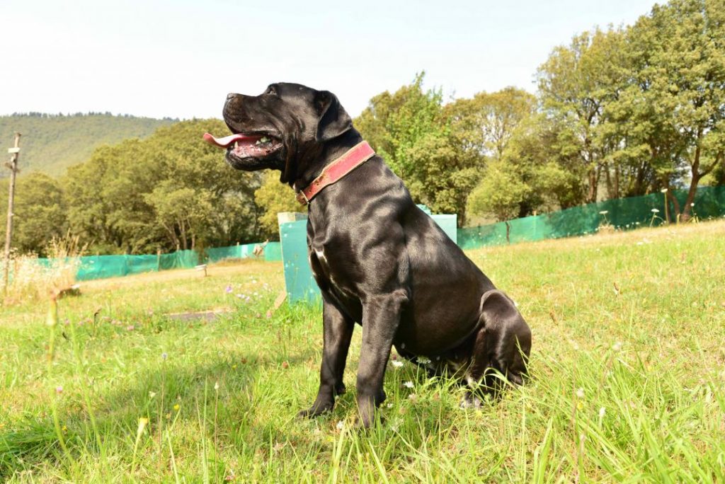 Cane Corso italiano negro