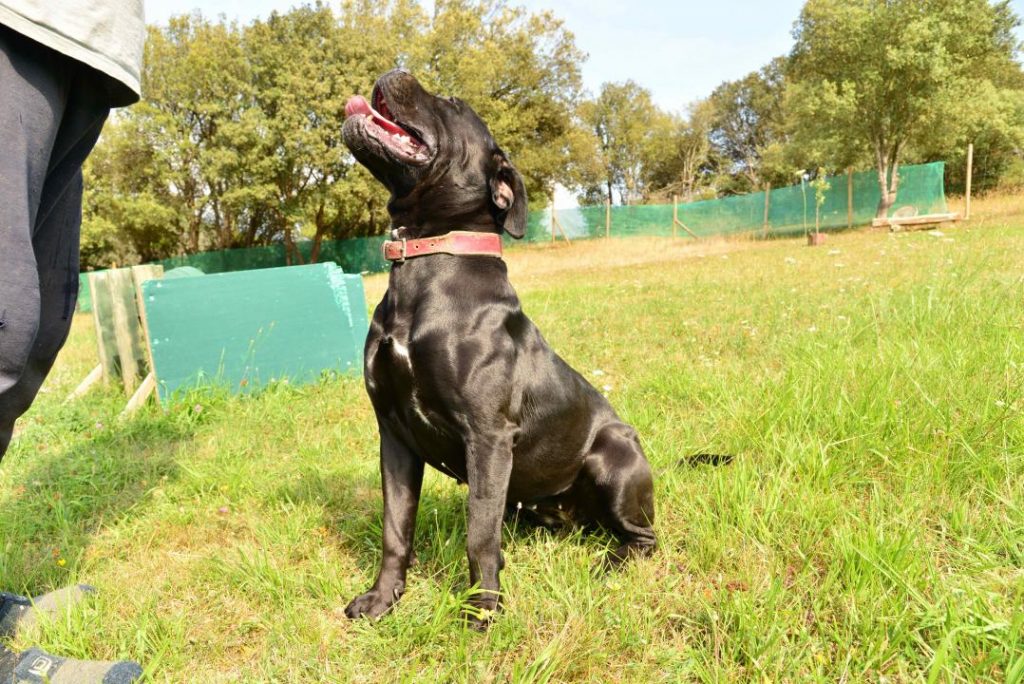 Cachorro Cane Corso en venta