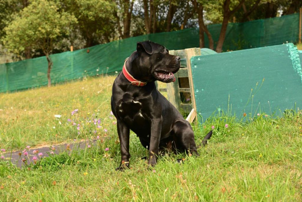 Cane Corso italiano negro