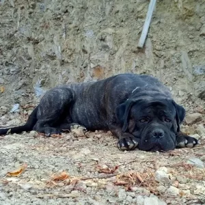 Macho de Cane Corso Ariston Call of Duty Conor