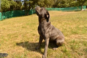 hembra de cane corso Ingrid Bergman